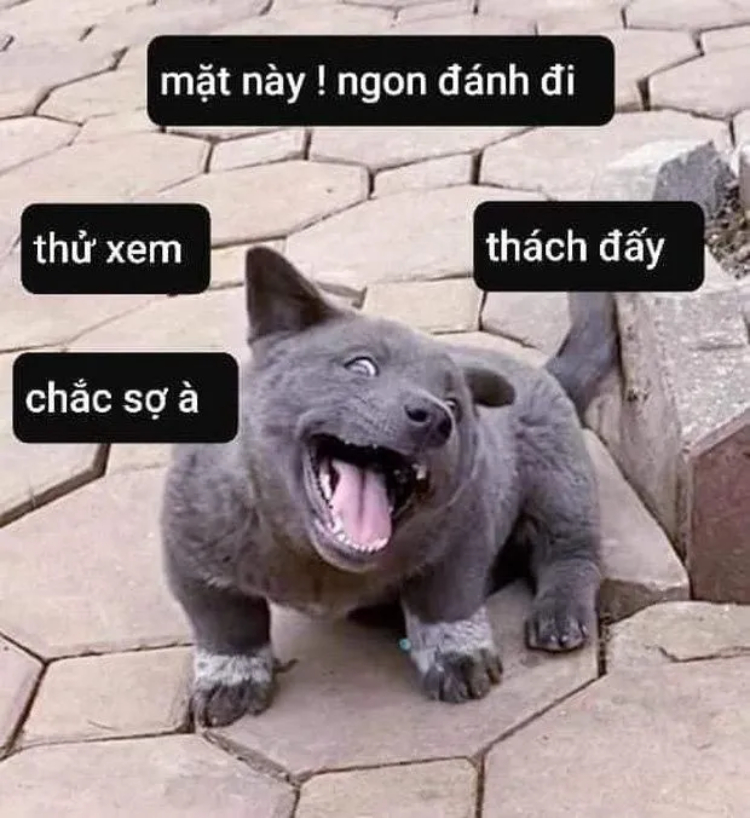 Ảnh chế troll người yêu gợi đòn