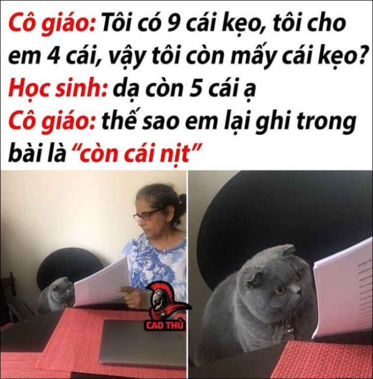 Ảnh meme chế con mèo hài hước