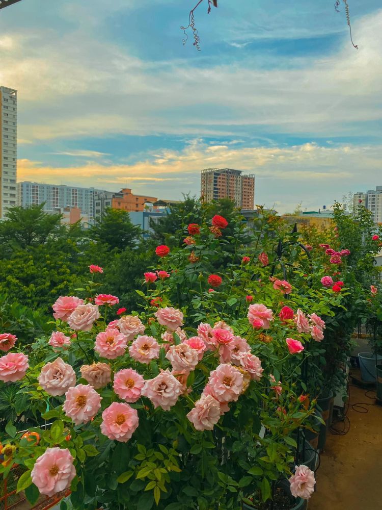 Hình ảnh chào ngày mới đầy năng lượng cỏ cây, hoa lá