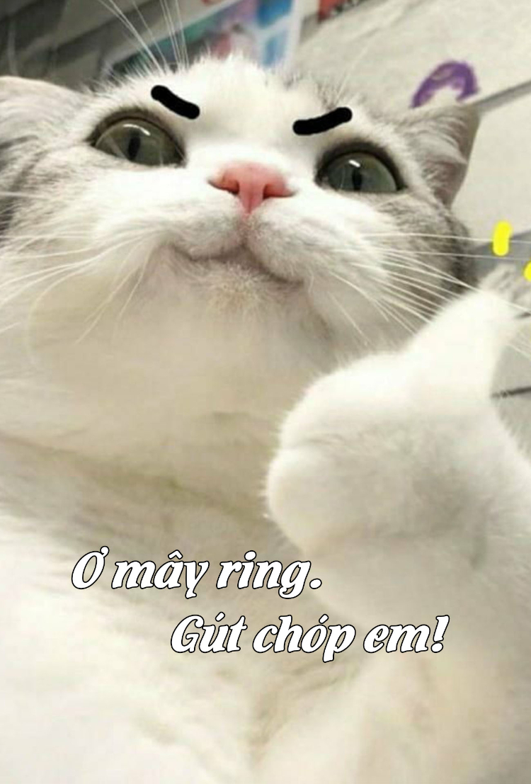 Ảnh mèo chế với câu nói "Ơ mây ring, gút chóp em!"