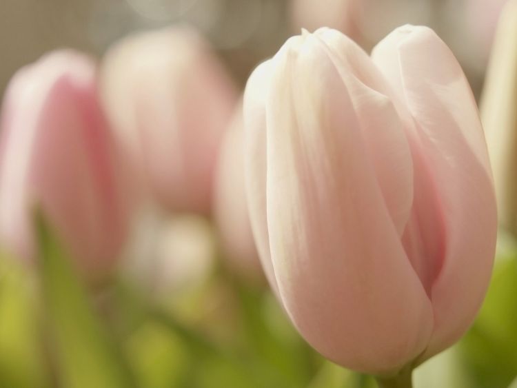 Hình nền hoa Tulip cho máy tính