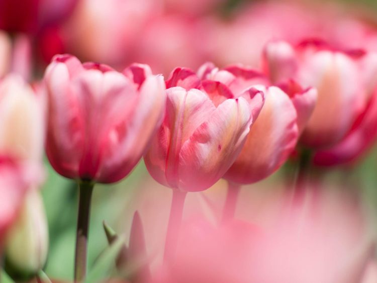 Hình nền hoa Tulip cho máy tính