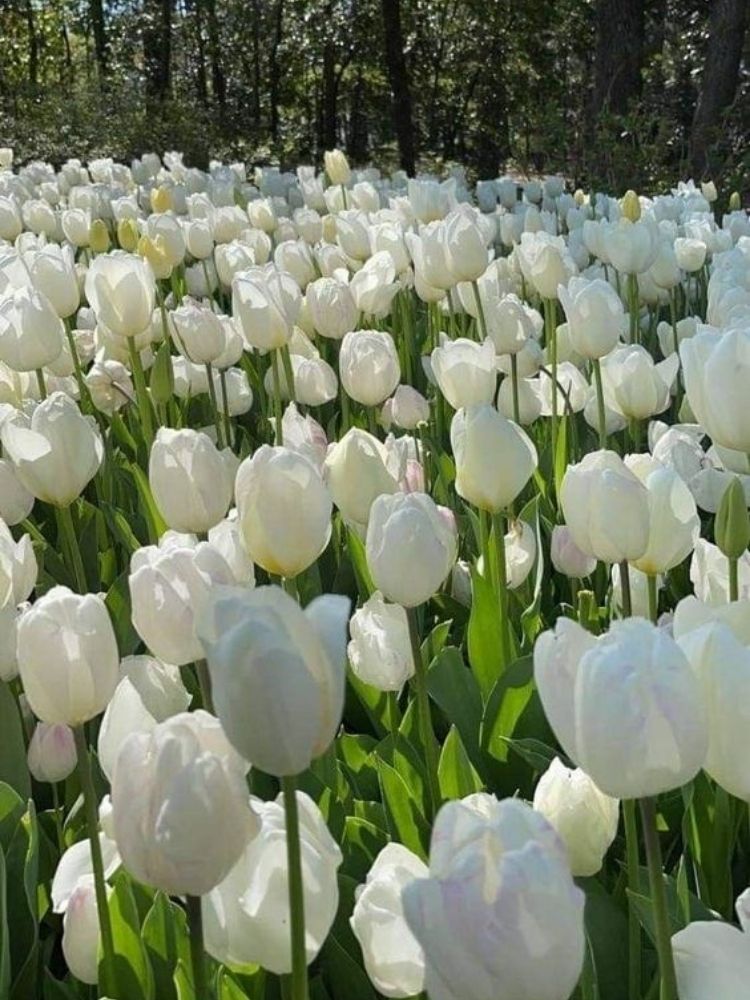 Ý nghĩa hoa Tulip 
