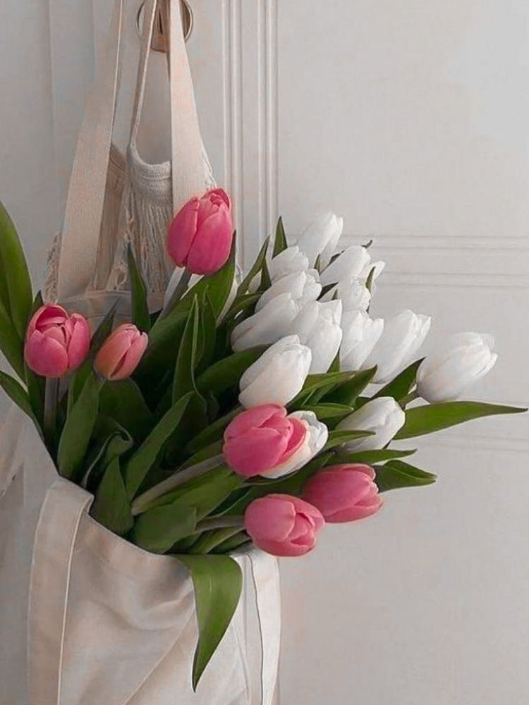 Hình nền hoa Tulip cho điện thoại