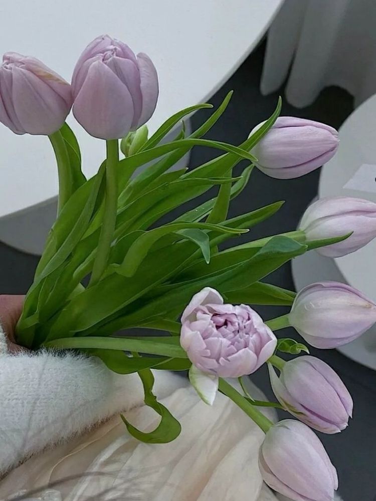 Hoa Tulip tím