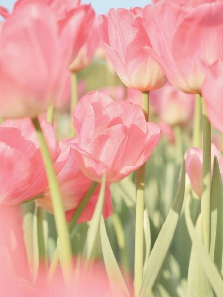 Hoa Tulip hồng