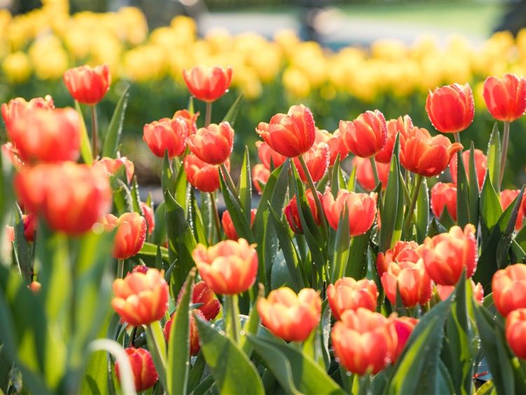 Đối tượng sử dụng hình nền hoa Tulip