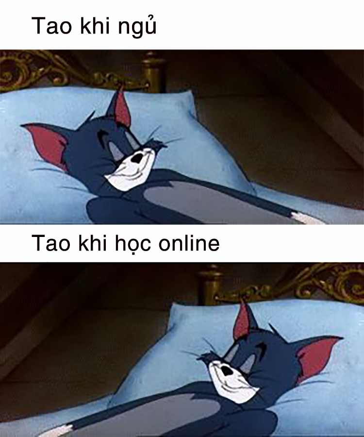 Ảnh meme mèo Tôm troll