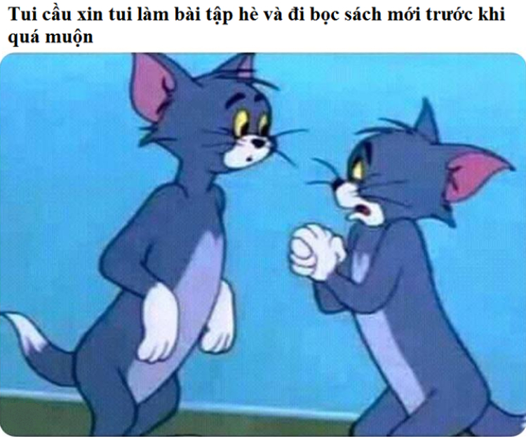 Ảnh meme mèo Tôm cho học sinh