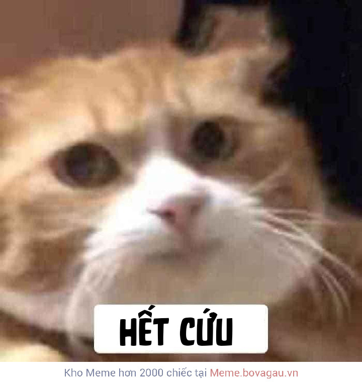 Meme hết cứu 