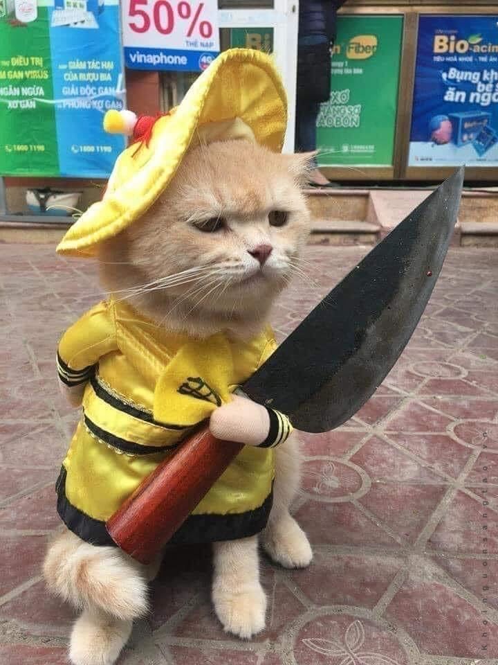 meme mèo cầm dao