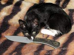 meme mèo cầm dao