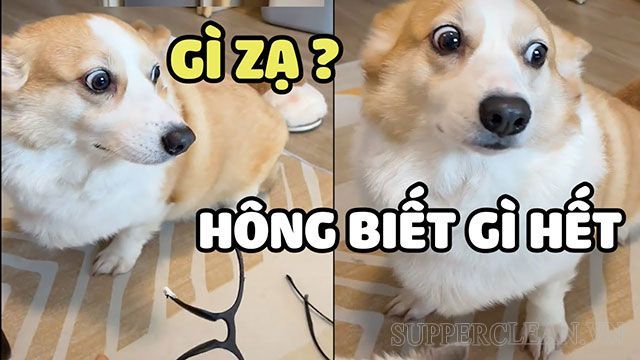 “meme ai biết gì đâu”