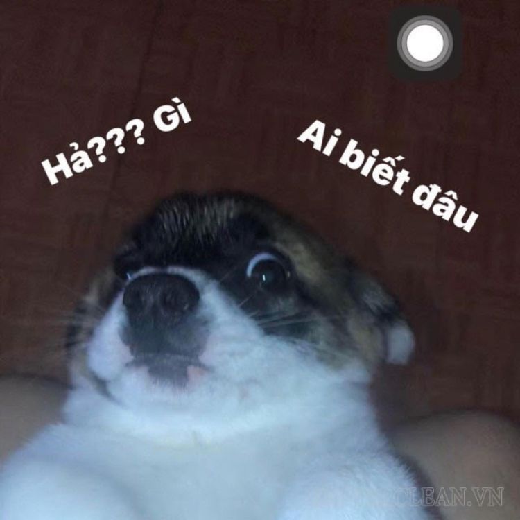 “meme ai biết gì đâu”