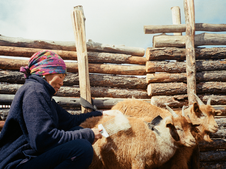 quy trình lấy lông dê cashmere