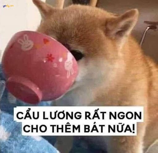 Cơm chó nghĩa là gì