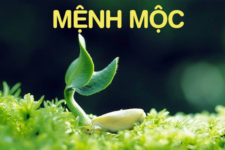 Xanh lá hợp với mệnh Mộc