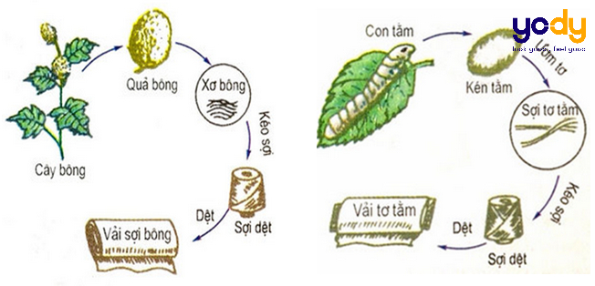 Vải sợi thiên nhiên có nguồn gốc từ đâu? Tính chất nổi bật của từng loại vải