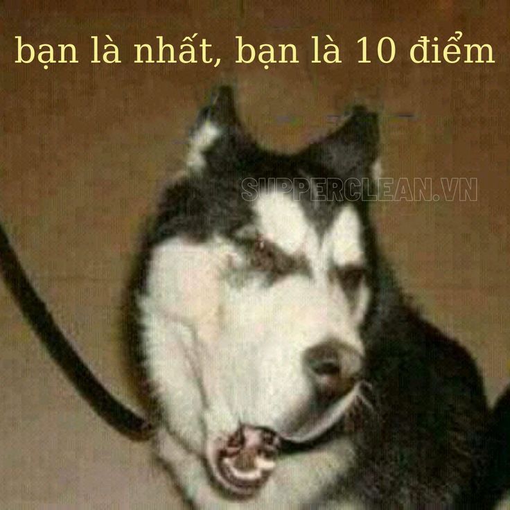 Bạn là nhất meme