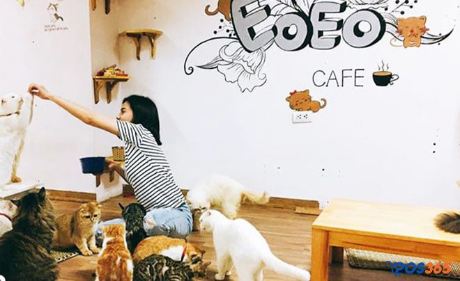 cafe mèo Hà Nội