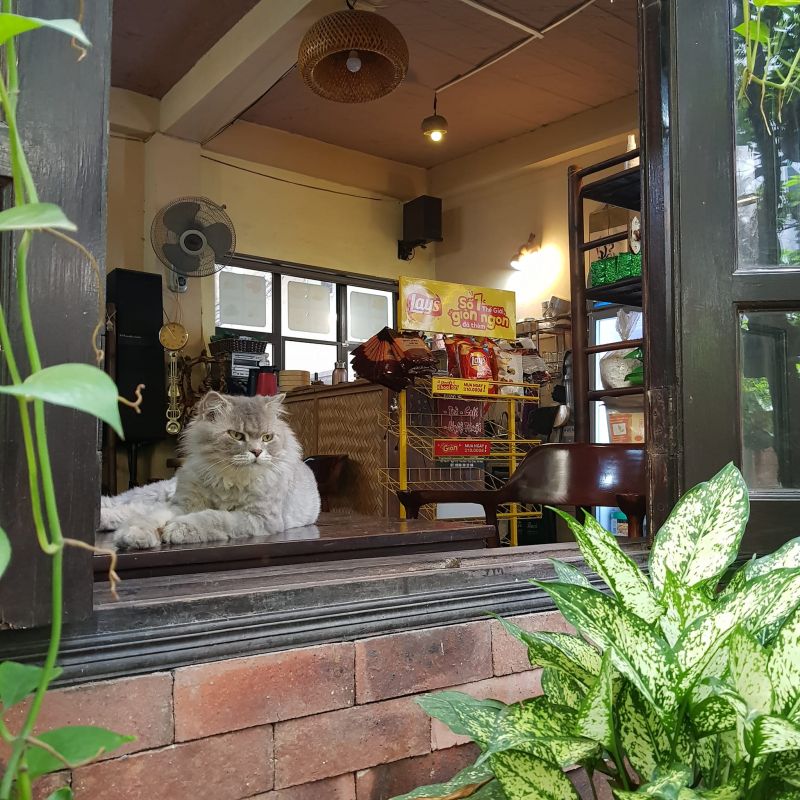 cafe mèo hà nội