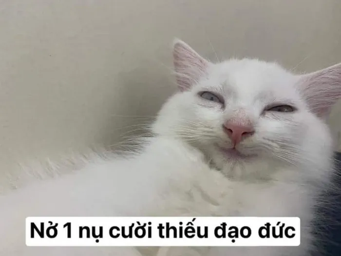 Meme mèo cười đểu 