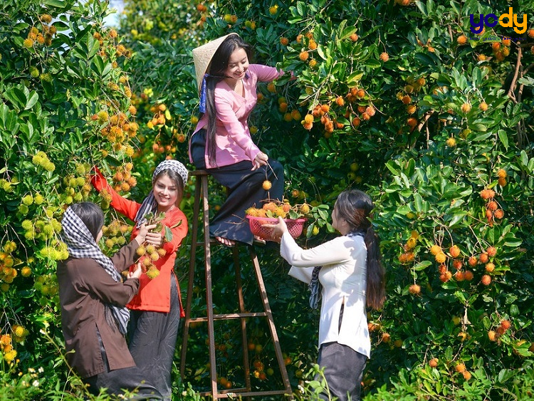 Hái trái cây sai trĩu ở khu du lịch văn hóa thể thao Lan Vương