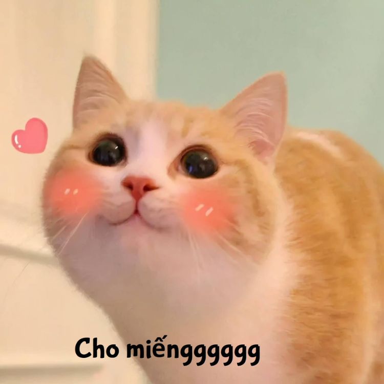 Meme mèo cười cute 