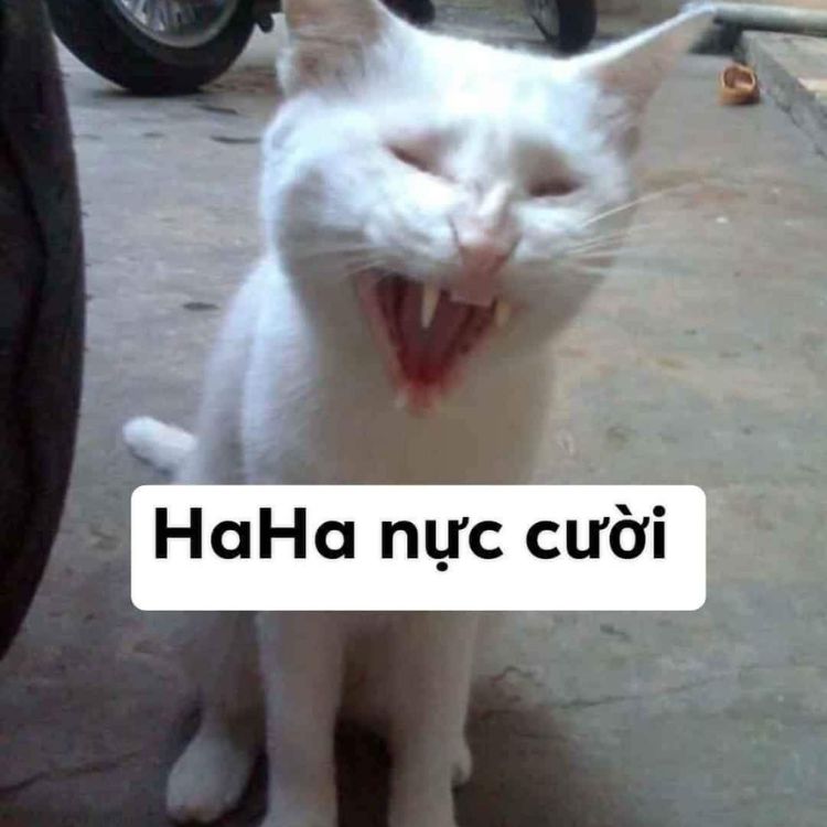 Meme mèo cười haha