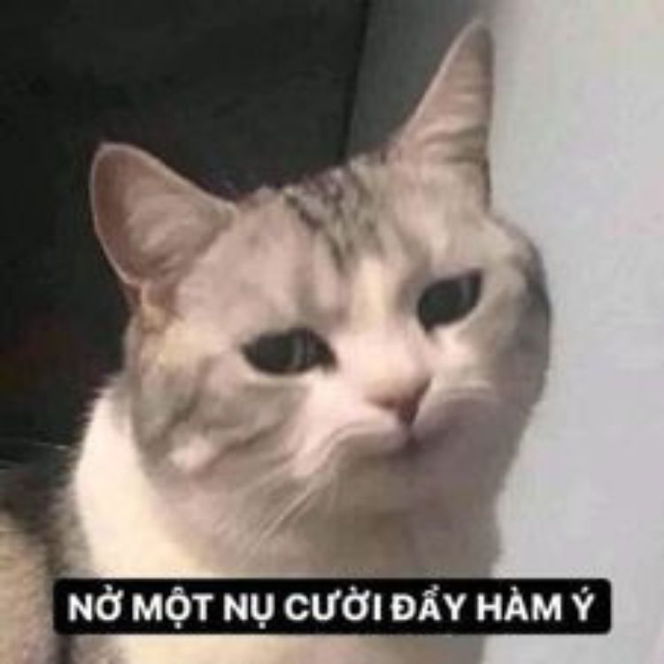 Meme mèo cười nham hiểm 