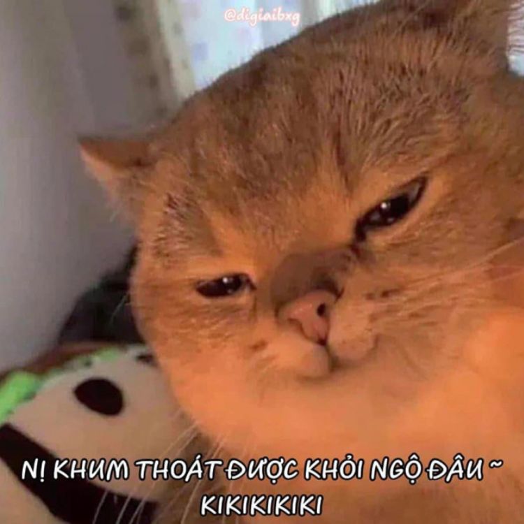 Meme mèo cười nham hiểm 