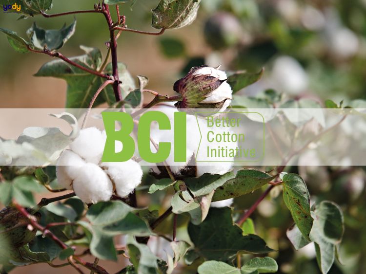 tổ chức BCI (Better Cotton Intiative)