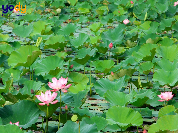 chụp ảnh hoa sen nên mặc gì