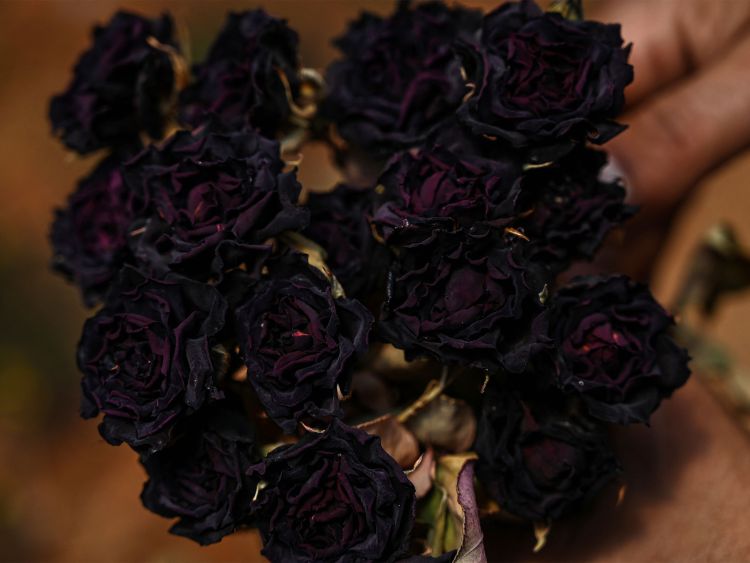 Hoa hồng đen