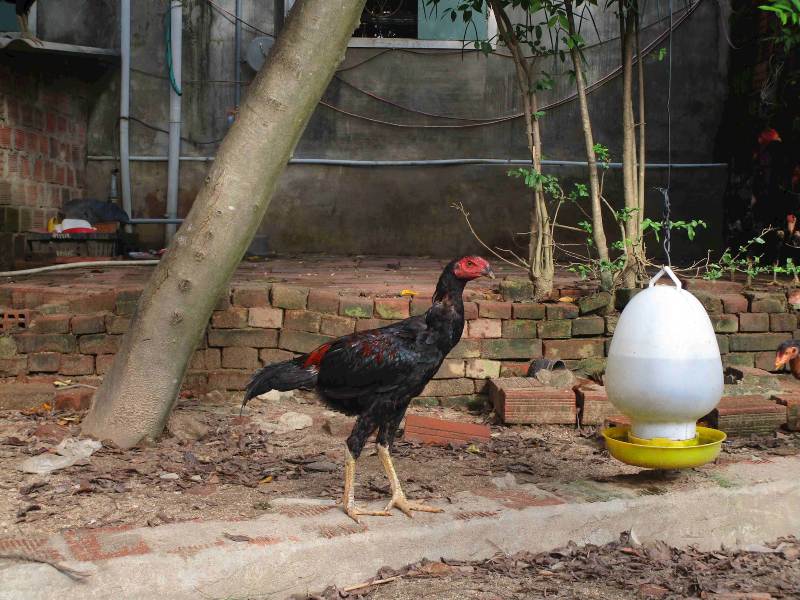 Khám phá đặc điểm giống gà chọi Phú Yên - Thế giới chọi gà