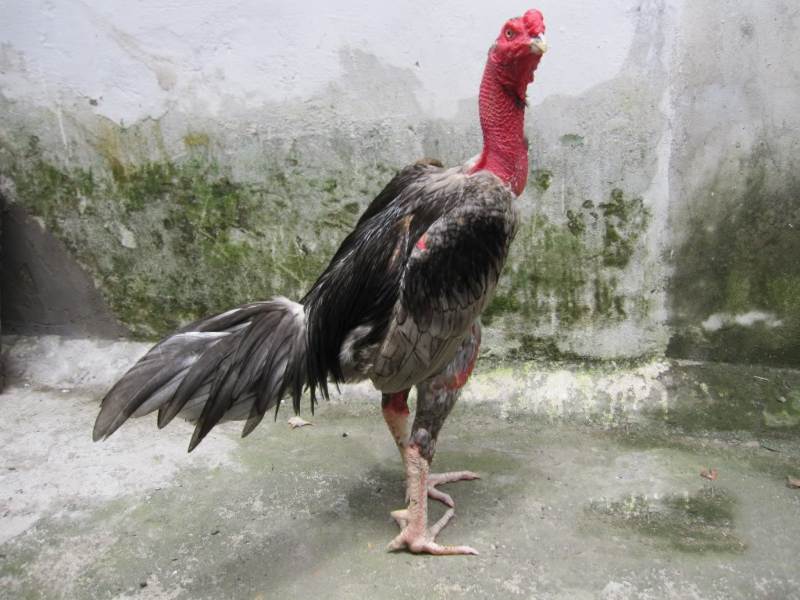 Khám phá đặc điểm giống gà chọi Phú Yên - Thế giới chọi gà