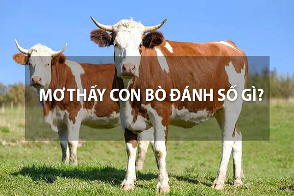 Con bò trong xổ số là số mấy? Đặt cược vào bất kỳ số nào bạn muốn thắng - Ngày Âm Lịch