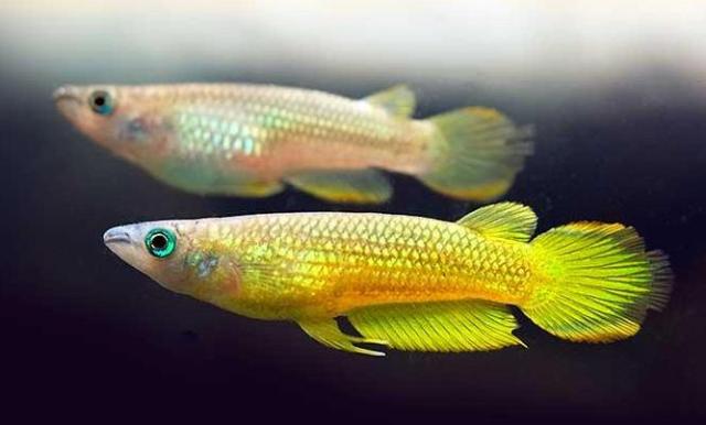 7 loài cá cảnh mạnh nhất thế giới mà bạn có thể chưa biết