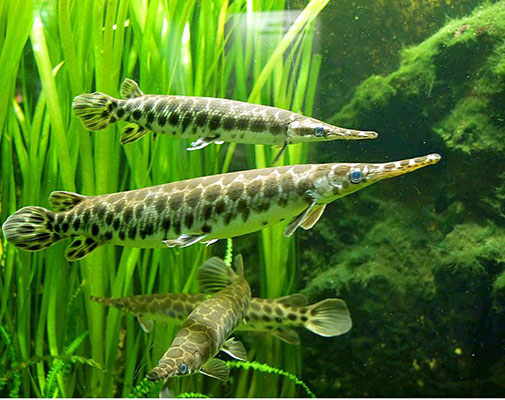 7 loài cá cảnh mạnh nhất thế giới mà bạn có thể chưa biết