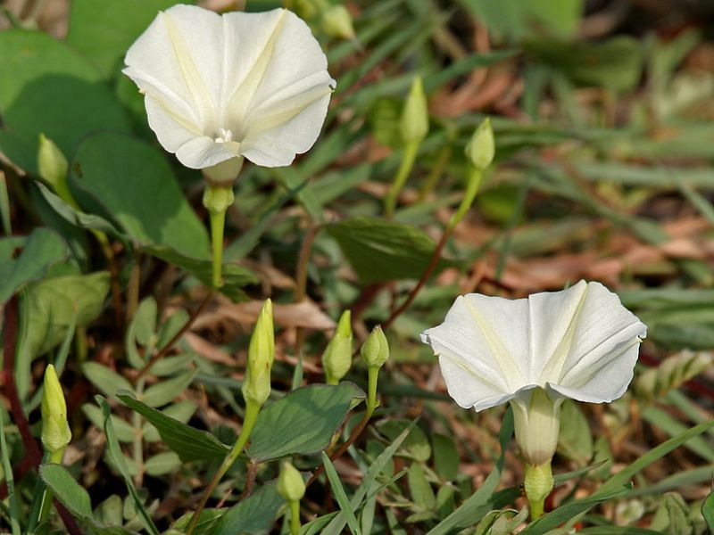 Hoa bìm bìm có ý nghĩa gì? Tác dụng của hoa bìm bìm là gì?