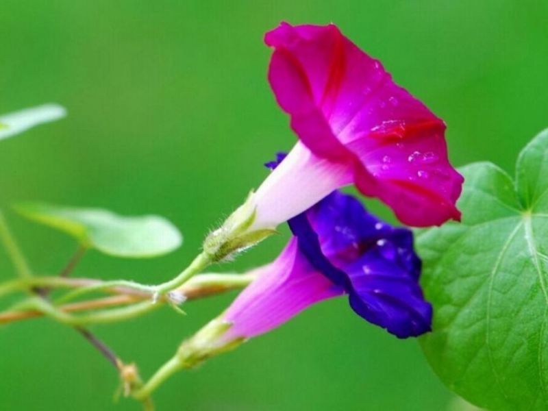 Hoa bìm bìm có ý nghĩa gì? Tác dụng của hoa bìm bìm là gì?