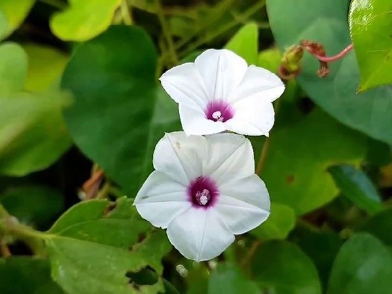 Hoa bìm bìm có ý nghĩa gì? Tác dụng của hoa bìm bìm là gì?