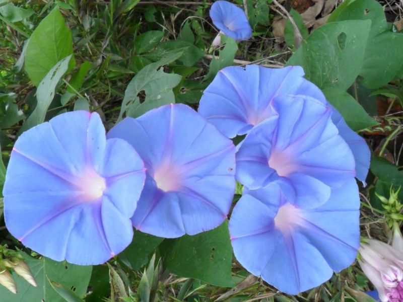 Hoa bìm bìm có ý nghĩa gì? Tác dụng của hoa bìm bìm là gì?